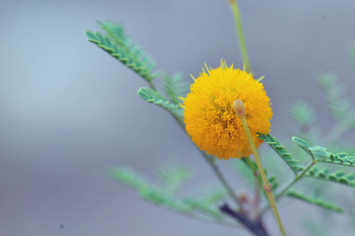 Sweet Acacia has yellow or orangish-yellow flowers, they are very showy and fragrant; 1 to 6 hanging (2 to 3 inches; 5 to 7.7 cm) globose heads emerge from axils. Vachellia farnesiana, (=Acacia farnesiana)